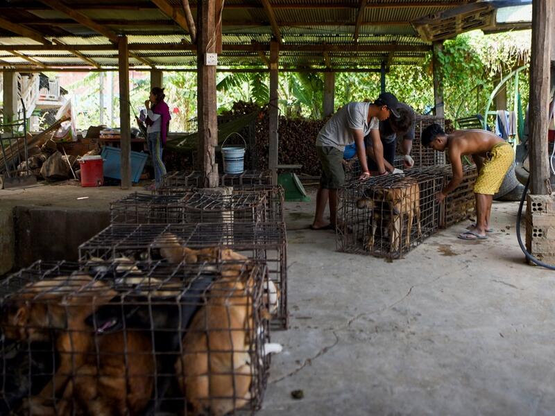 This photo taken on October 26, 2019 shows workers transporting dogs in cages at a slaughterhouse in Kandal province. Cambodian dog meat traders drown, strangle and stab thousands of canines a day in a shadowy but sprawling business that traumatises workers and exposes them to deadly health risks like rabies. TANG CHHIN Sothy / AFP
