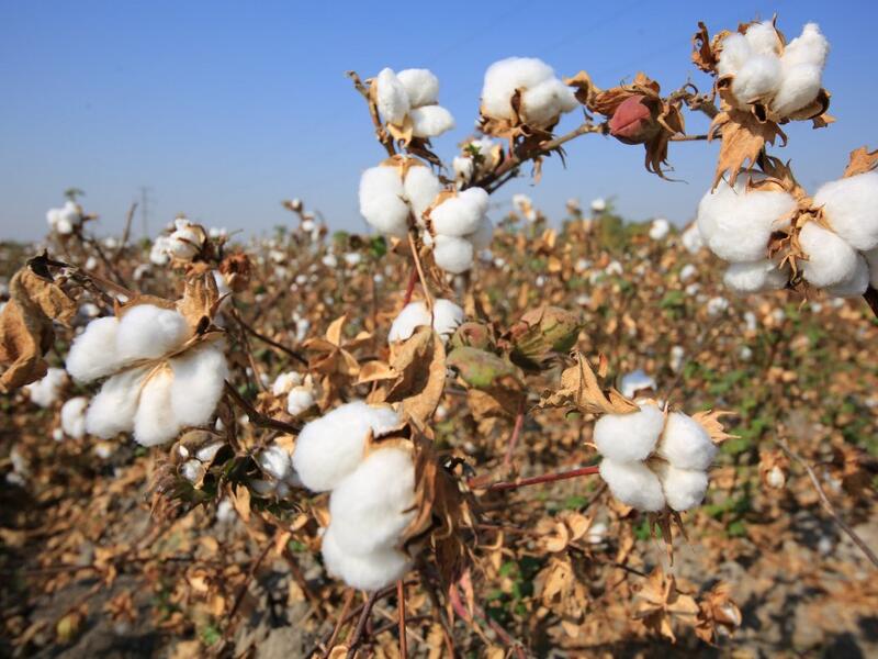 A picture taken on October 24, 2019 shows a cotton plantations outside Tashkent. A small revolution is taking shape in Uzbekistan: the State wants to eradicate forced labour in its cotton industry, after having, for decades, forced hundreds of thousands of Uzbeks to work during the harvest. Yuriy Korsuntsev / AFP