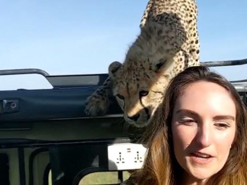 The footage taken in Tanzania shows the big cat nuzzling and leaning over the woman who has a shocked expression on her face. (Video Screenshot)