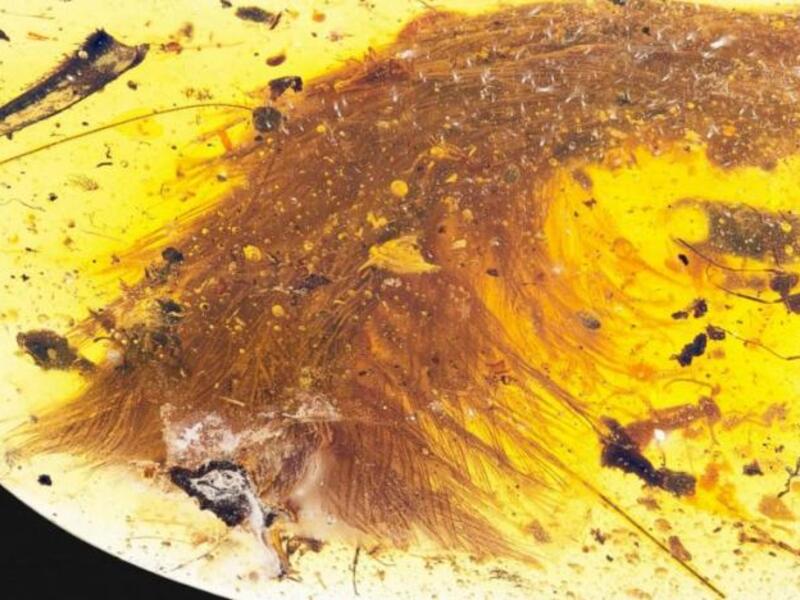 This image released by the Royal Saskatchewan Museum in Canada shows a dinosaur tail complete with its feathers trapped in a piece of amber. Royal Saskatchewan Museum (RSM/ R.C. McKellar)/AFP/Getty Images
