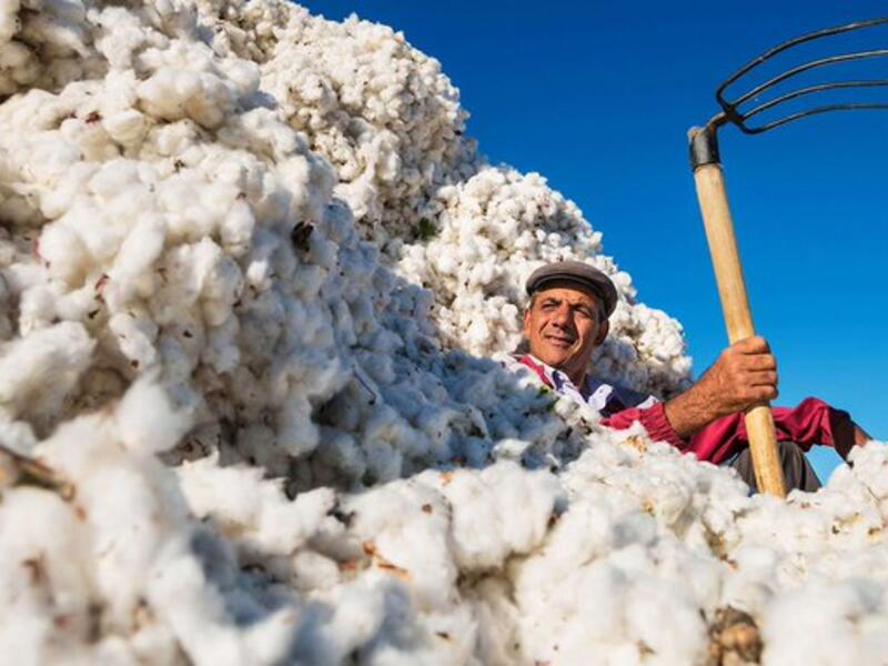 Some big Western retailers are boycotting cotton from Uzbekistan because of the government’s taste for slave labour (Twitter)