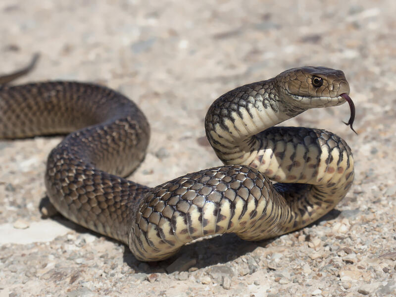 (Shutterstock/ File Photo)