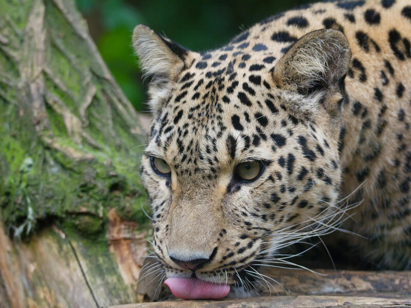 Persian leopard (Shutterstock)	