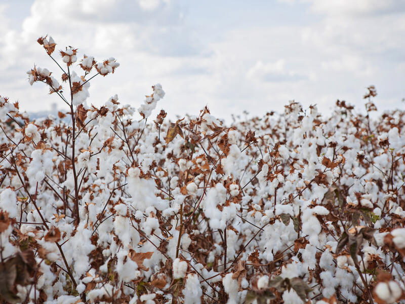 The cotton field under a blue cloudy sky (Shutterstock)