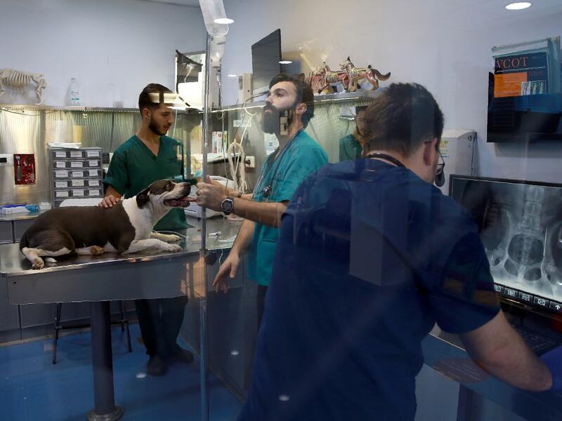 Members of the veterinary staff treat a female pitbull suffering from a herniated disk at “Pet Zone”, a pet health center in the Jordanian capital Amman on October 1, 2019. Where strays were once mostly left to scavenge for food, Jordanians, in a new trend in the Arab kingdom are increasingly willing to foot steep bills to care for beloved dogs and cats. Khalil MAZRAAWI / AFP