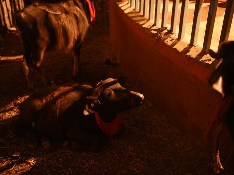Buffalos lie down inside the sacrifice enclosure ahead of the Gadhimai festival in Bariyarpur, 160 km south of the capital Kathmandu, on December 1, 2019. PRAKASH MATHEMA / AFP