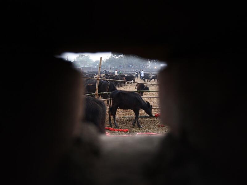 Buffaloes are seen through a hole as they stand in the sacrifice enclosure ahead of Gadhimai Festival in Bariyarpur, 160 km south of the capital Kathmandu, on December 1, 2019. PRAKASH MATHEMA / AFP