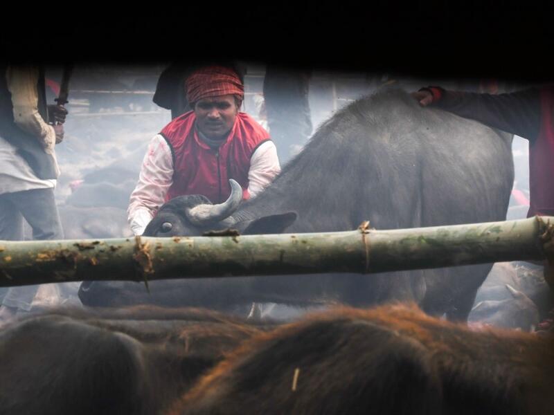 A Hindu devotee prepares to slaughter a buffalo as an offering during the Gadhimai Festival in Bariyarpur on December 3, 2019. Thousands of Hindu devotees gathered in southern Nepal for a festival believed to be the world's biggest ritual animal slaughter, despite court orders and calls by animal activists to end the event. The sacrifices take place every five years in Bariyarpur village close to the Indian border, in honour of the Hindu goddess of power. Prakash MATHEMA / AFP