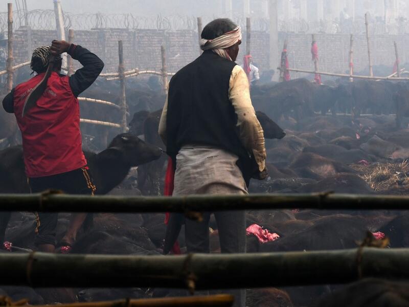 A Hindu devotee slaughters a buffalo as an offering during the Gadhimai Festival in Bariyarpur on December 3, 2019. Thousands of Hindu devotees gathered in southern Nepal for a festival believed to be the world's biggest ritual animal slaughter, despite court orders and calls by animal activists to end the event. The sacrifices take place every five years in Bariyarpur village close to the Indian border, in honour of the Hindu goddess of power. Prakash MATHEMA / AFP