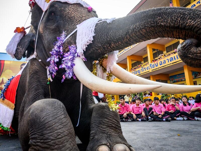 An elephant dressed in a Santa Claus costume performs during a gift presentation to schoolchildren during Christmas celebrations in Ayutthaya on December 23, 2019. Wearing red and white hats and a string of bells, Thai elephants passed out Christmas gifts to hundreds of schoolchildren on Monday despite growing criticism over using the animals in performances. The annual festive event is organised by a nearby elephant park, whose mahouts or handlers started in the early morning dressing the animals. Thailand