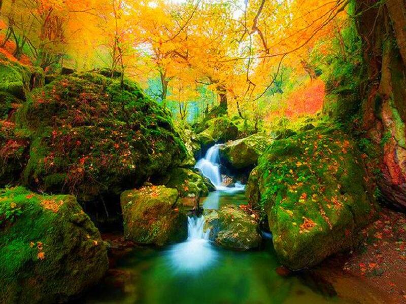 Hyrcanian Forest Iran (Twitter)