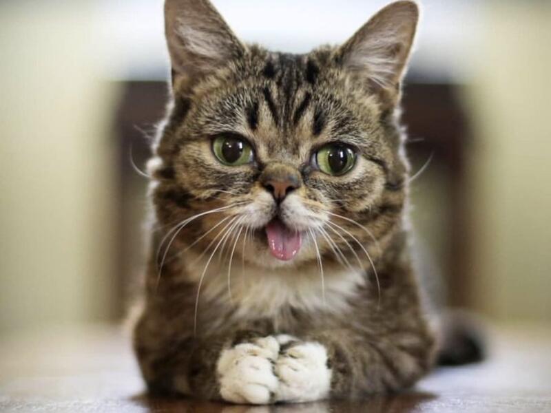 Lil Bub (Twitter)