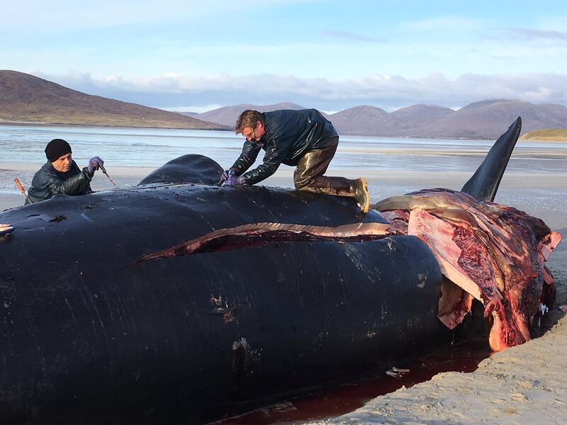 Sperm whale (Twitter)