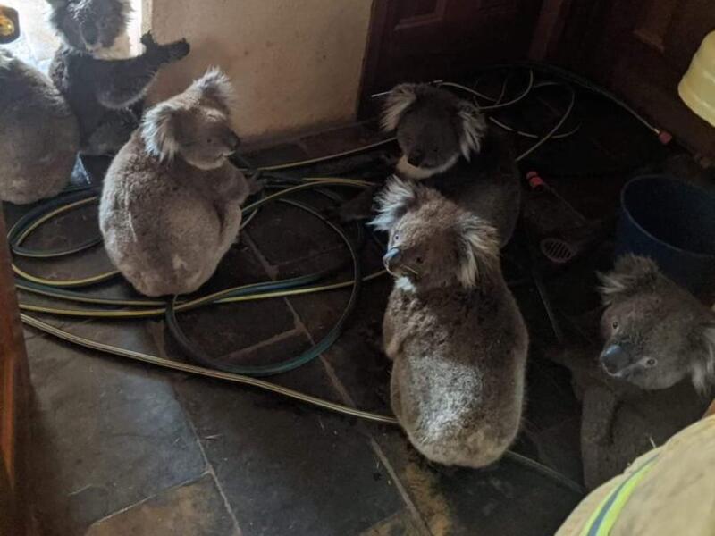 Some saved koalas cooling off from the fires (Twitter)