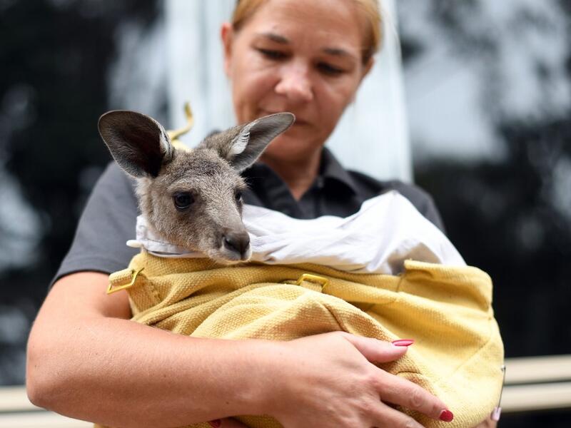 This photo taken on January 9, 2020 shows volunteer Sarah Price of wildlife rescue group WIRES, who are working to save and rehabilitate animals from the months-long bushfire disaster, taking care of a rescued kangaroo at her house on the outskirts of Sydney. (AFP/ File Photo)
