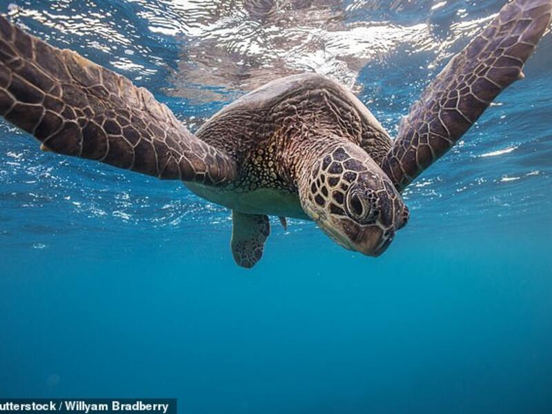 (Shutterstock/ File Photo)