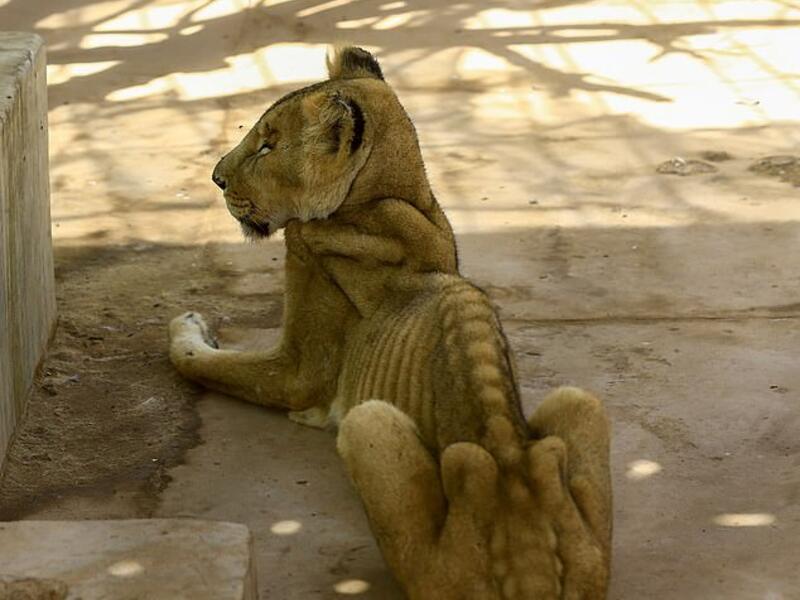 Four other lions remain in a desperate condition. (AFP)