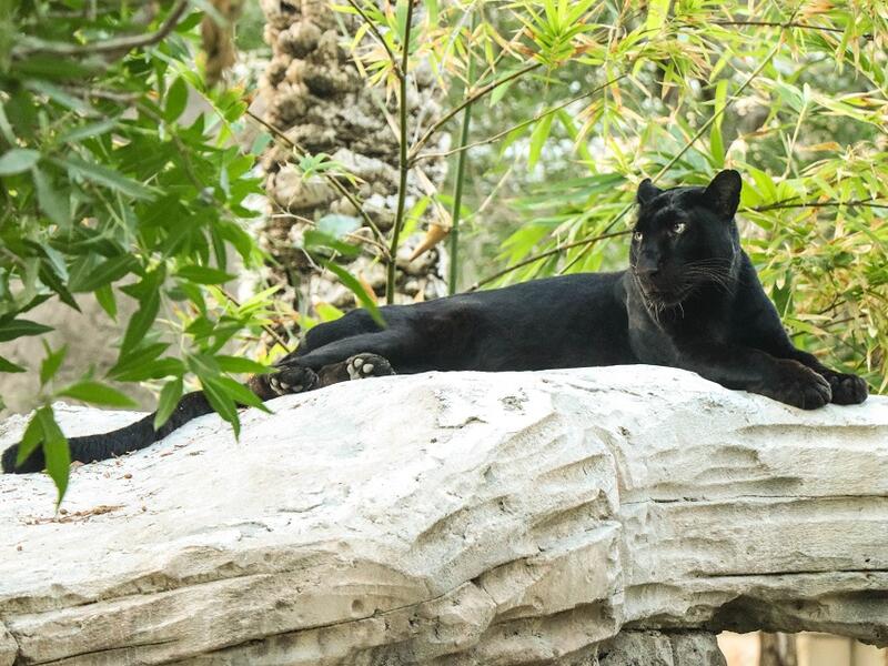 يتمتع النمر الأسود "جاكس"  بجاذبية ونجومية تشادويك بوزمان بطل فيلم “Black Panther” أثناء تغلبه على المصاعب في صحاري "واكاندا" الخيالية. 