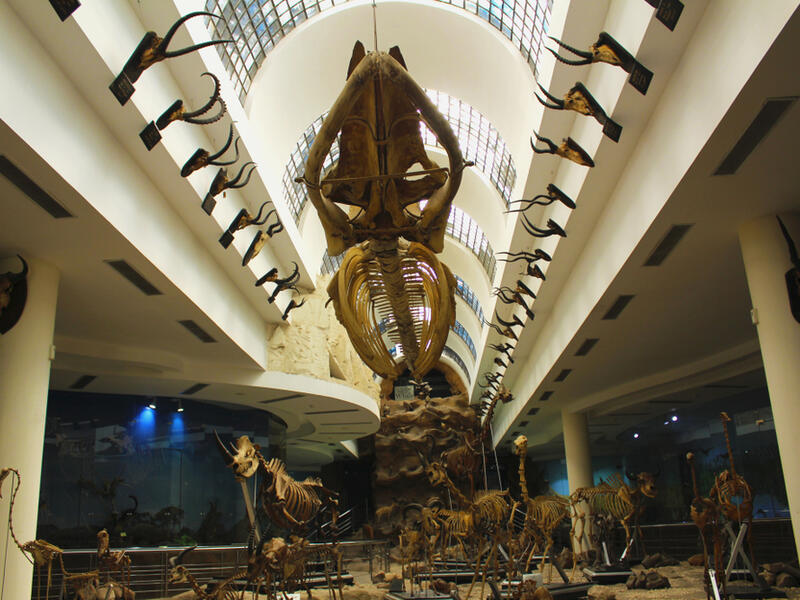 The Natural History Museum at The Giza Zoo, Egypt (Shutterstock)	