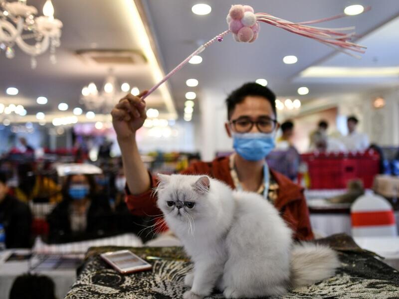 A participant wearing a protective facemask trains his cat Baxo, a Persian breed during Vietnam's first national cat show in Hanoi on February 16, 2020. amid concerns of the COVID-19 coronavirus outbreak. Manan VATSYAYANA / AFP