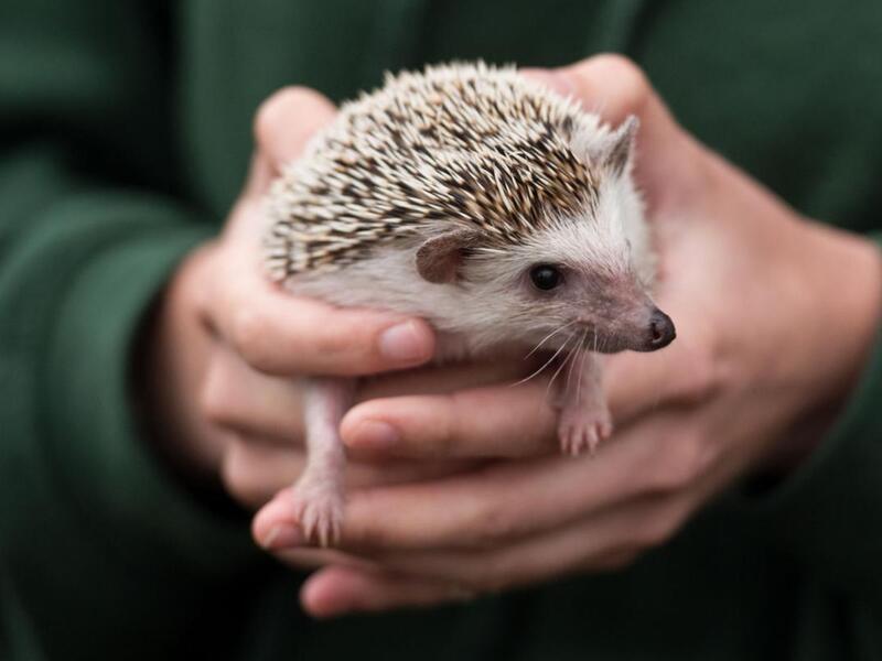 Hedgehogs are at risk in Britain following Brexit. AFP