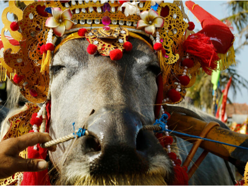 buffalo with traditional ornament in bali during buffalo race festival. (Shutterstock)