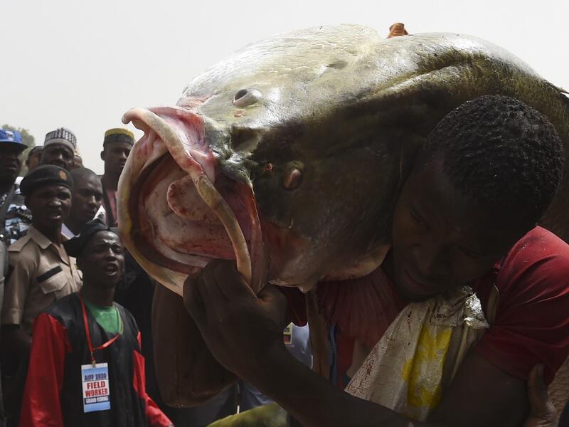 A fishermen carries a big fish caught at the revived Argungu fishing and cultural festival at Argungu Town, Kebbi State in northwest Nigeria, on March 14, 2020. Argungu fishing and cultural festival is one of the oldest and most widely attended festivals in the country dating back many generations, featuring series of water competitions and traditional games. The festival returned after 10 years suspension due to insecurity in northwest Nigeria. PIUS UTOMI EKPEI / AFP