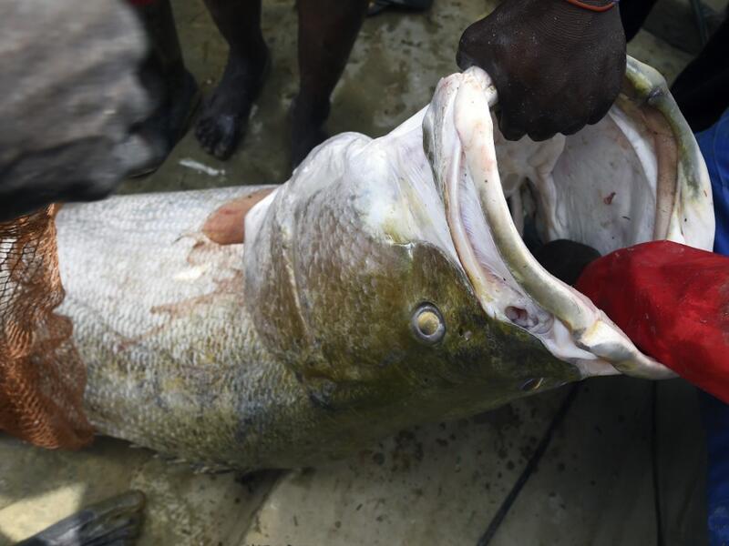 Fishermen tries to pull a fish at the Argungu fishing and cultural festival at Argungu Town, Kebbi State in northwest Nigeria, on March 14, 2020. Argungu fishing and cultural festival is one of the oldest and most widely attended festivals in the country dating back many generations, featuring series of water competitions and traditional games. The festival returned after 10 years suspension due to insecurity in northwest Nigeria. PIUS UTOMI EKPEI / AFP