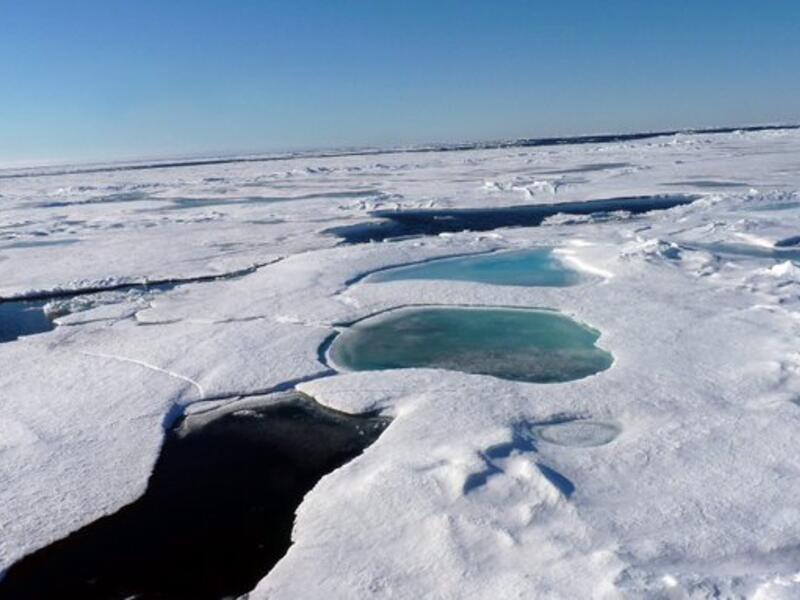 Arctic (Twitter)