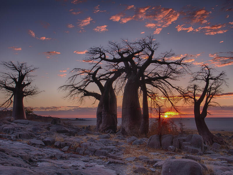 Sunrise with Baobab trees in foreground at LeKubu island, Botswana (Shutterstock)