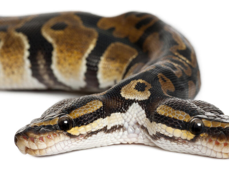 (Shutterstock)