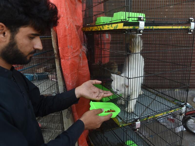 Hundreds of caged cats, dogs and rabbits have been found dead inside pet markets hurriedly shuttered as the coronavirus spread. Animals still alive in the corner of Karachi's sprawling Empress Market where pets are sold were rescued only after activists appealed to the authorities for access. Asif HASSAN / AFP