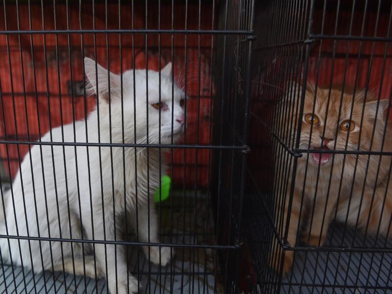 imals still alive in the corner of Karachi's sprawling Empress Market where pets are sold were rescued only after activists appealed to the authorities for access. Asif HASSAN / AFP 