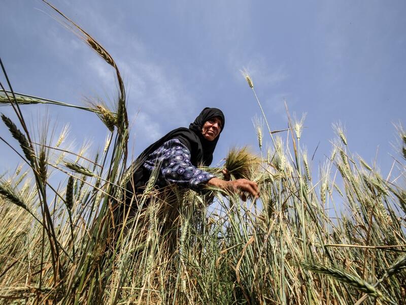 A Palestinian woman harvests wheat stalks in a field in Khan Yunis in the southern Gaza Strip on April 22, 2020, before being prepared to be used in a soup during the Muslim holy month of Ramadan which begins later in the week. From cancelled iftar (fast breaking) feasts to suspended mosque prayers, Muslims across the Middle East are bracing for a bleak month of Ramadan fasting as the threat of the COVID-19 pandemic lingers. The holy Muslims fasting month of Ramadan is a period for both self-reflection and 