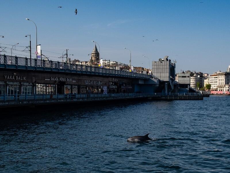 A dolphin swims in the Bosphorus by Galata tower, where sea traffic has nearly come to a halt on April 26, 2020, as the city of 16 million has been under lockdown since April 23rd as part of government measures to stem the spread of the Covid-19 pandemic caused by the novel coronavirus. Yasin AKGUL / AFP