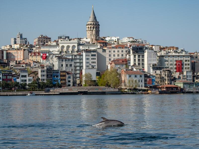 A dolphin swims in the Bosphorus by Galata tower, where sea traffic has nearly come to a halt on April 26, 2020, as the city of 16 million has been under lockdown since April 23rd as part of government measures to stem the spread of the Covid-19 pandemic caused by the novel coronavirus. Yasin AKGUL / AFP