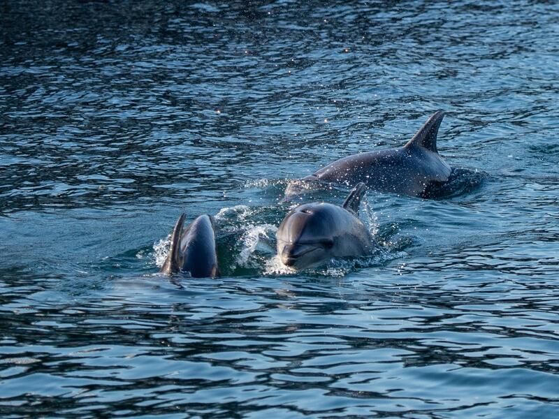In the waters of the Bosphorus, dolphins are these days swimming near the shoreline in Turkey's largest city Istanbul with lower local maritime traffic and a ban on fishing. . Yasin AKGUL / AFP