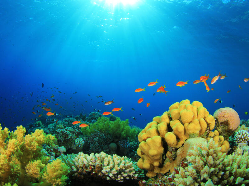 Hawaiian coral reef seen strong come back after decades of federal protection. (Shutterstock/ File Photo)