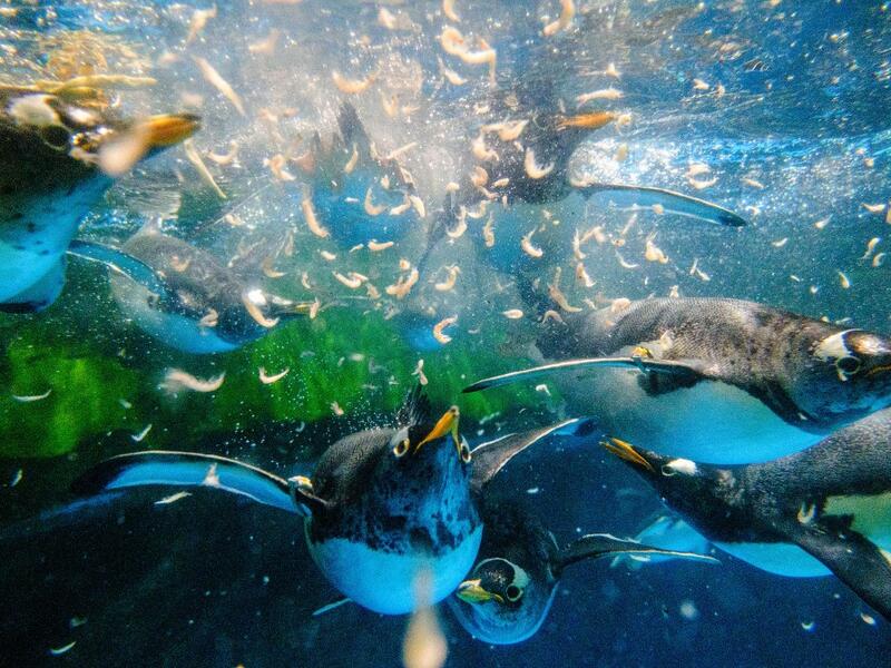 Save for an absence of gawping crowds, life for the penguins of Hong Kong's Ocean Park has been much the same during the coronavirus pandemic -- but their carers have worked long shifts to keep the monochrome troupe healthy. Anthony WALLACE / AFP