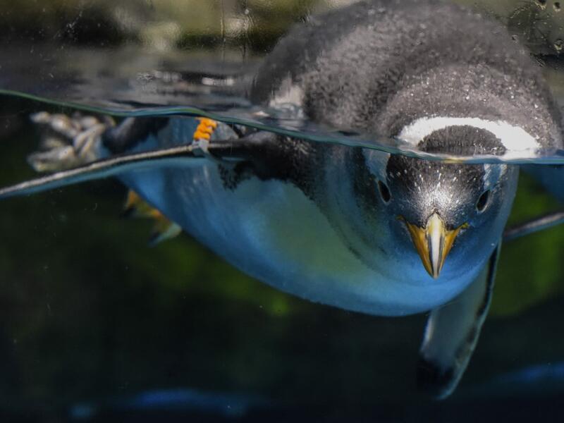 This picture taken on May 4, 2020 shows a gentoo penguin swimming in an enclosure at the Ocean Park theme park, which is currently closed due to the COVID-19 novel coronavirus, in Hong Kong. Save for an absence of gawping crowds, life for the penguins of Hong Kong's Ocean Park has been much the same during the coronavirus pandemic -- but their carers have worked long shifts to keep the monochrome troupe healthy. Richard A. Brooks / AFP