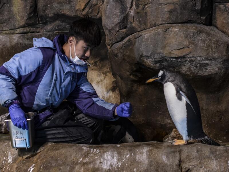 This picture taken on May 4, 2020 shows a member of the staff feeding a gentoo penguin in an enclosure at the Ocean Park theme park, which is currently closed due to the COVID-19 novel coronavirus, in Hong Kong. Save for an absence of gawping crowds, life for the penguins of Hong Kong's Ocean Park has been much the same during the coronavirus pandemic -- but their carers have worked long shifts to keep the monochrome troupe healthy. Richard A. Brooks / AFP