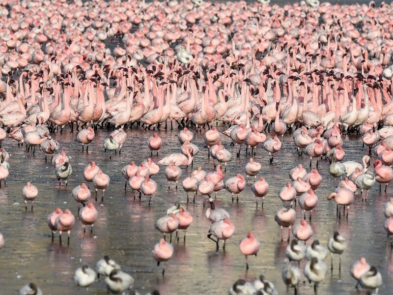 Flocks of flamingos stand in a pond in Navi Mumbai on May 14, 2020. Punit PARANJPE / AFP