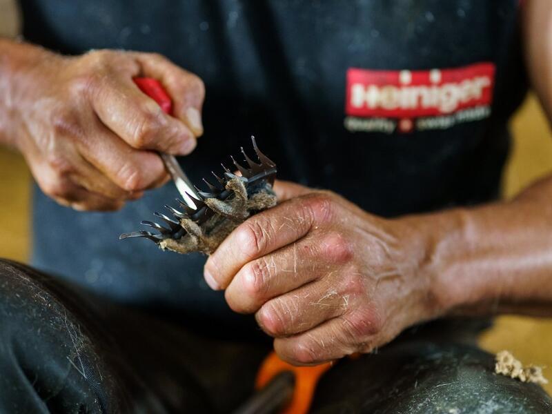 A Uruguayan sheep shearer changes his blade as he works at a cattle farm in Villabraz in the province of Leon in northern Spain on May 15, 2020. Some 258 Uruguayan shearers arrived in Spain on a plane from Montevideo this week to participate in a campaign in different parts of Spain. They underwent check-ups for the novel coronavirus before leaving Uruguay and before starting work in Spain where they will stay until July 20. CESAR MANSO / AFP