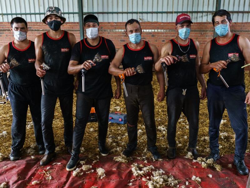 Uruguayan sheep shearers pose with their blades at a cattle farm in Villabraz in the province of Leon in northern Spain on May 15, 2020. Some 258 Uruguayan shearers arrived in Spain on a plane from Montevideo this week to participate in a campaign in different parts of Spain. They underwent check-ups for the novel coronavirus before leaving Uruguay and before starting work in Spain where they will stay until July 20. CESAR MANSO / AFP