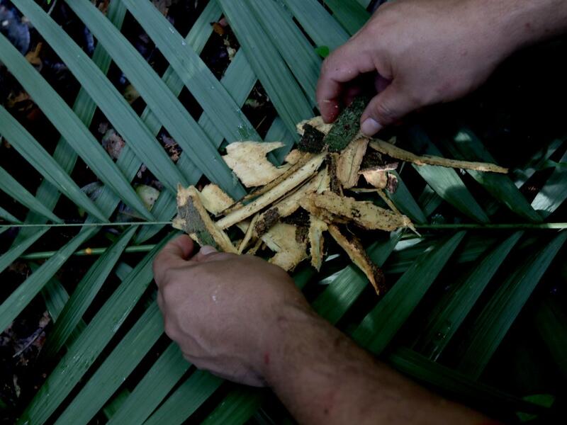 Satere-Mawe indigenous leader Andre Satere, 38, collects carapanauba, a native plant of the Amazon rainforest used as medicinal herb, to treat people showing symptoms of the novel coronavirus COVID-19 in their community Wakiru, in Taruma neighbourhood, a rural area west of Manaus, Amazonas State, Brazil, on May 17, 2020. Ricardo OLIVEIRA / AFP