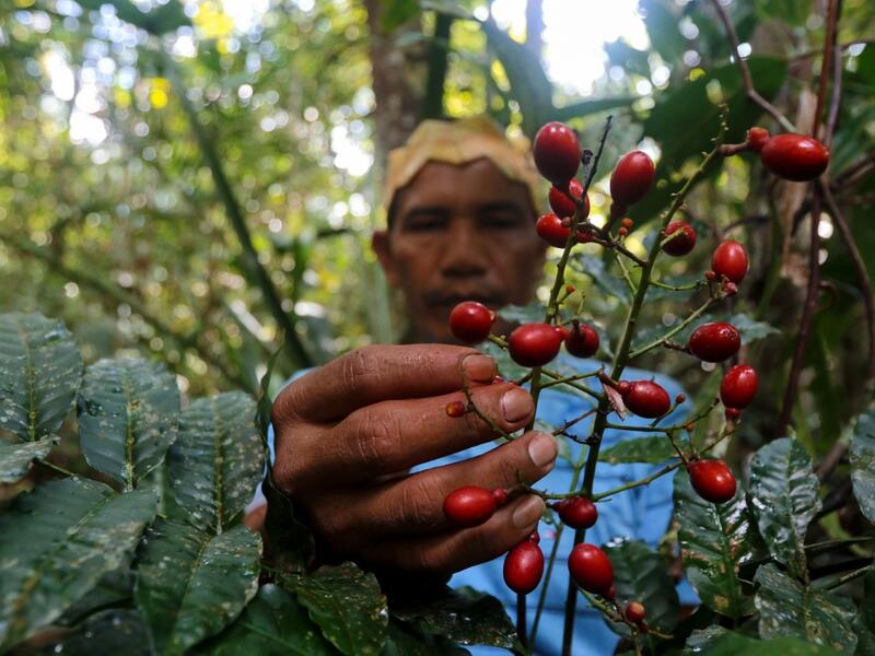 Satere-Mawe indigenous leader Valdiney Satere, 43, collects caferana, a native plant of the Amazon rainforest used as medicinal herb, to treat people showing symptoms of the novel coronavirus COVID-19 in their community Wakiru, in Taruma neighbourhood, a rural area west of Manaus, Amazonas State, Brazil, on May 17, 2020. Ricardo OLIVEIRA / AFP
