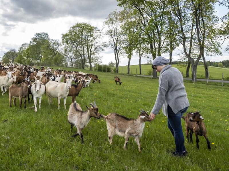Izabela Ciesielska owner of the "Nad Arem" farm specialised in goat cheese - is seen among the goat herd in the meadow in the Masuria - polish lake region, May 15, 2020. The sheep and cows are in the meadow, the cheese is ripening in a room on the ground floor -- just the kind of scene attracting increasing numbers of Polish city-slickers away from the urban jungle. Wojtek RADWANSKI / AFP