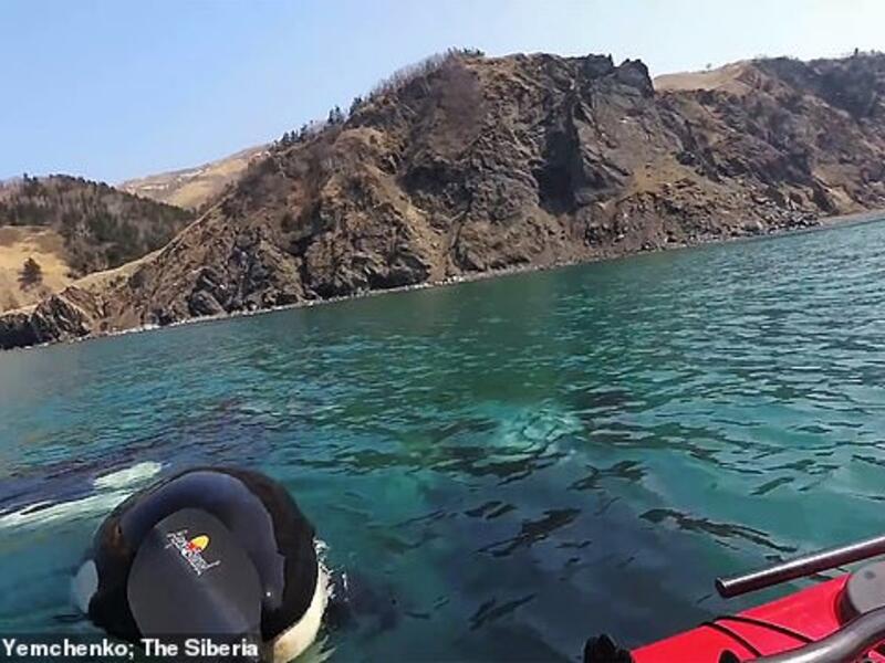Alexandr Yemchenko, one of the men in the video, turns the video on himself and his companion and says:  'Killer whales, friends, these were real killer whales.' (Alexandr Yemchenko)