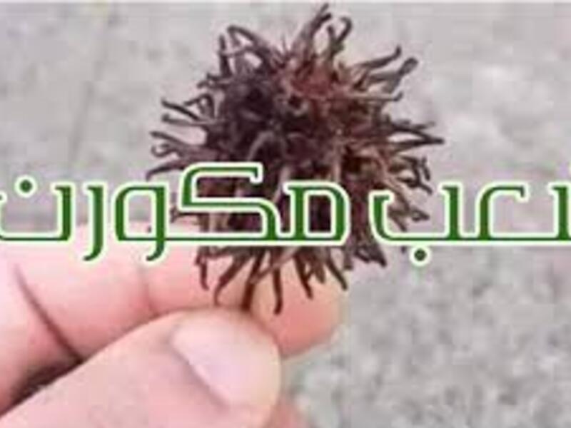 في العالم العربي / مكورن: لوصف الشخص المُصاب بفيروس كورونا.