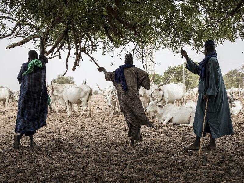 Fulani herders look on at their livestock from the shade of a tree at a water point in Dolly on May 30, 2020. Dolly is a pastoral reserve where Fulani pastoralists can come as a refuge before heading back North as the first rains fall. COVID-19 coronavirus restrictions have closed down markets and regional movement, as a result Fulani herders are struggling to move to areas such as Dolly which have more grazing land and access to water. JOHN WESSELS / AFP